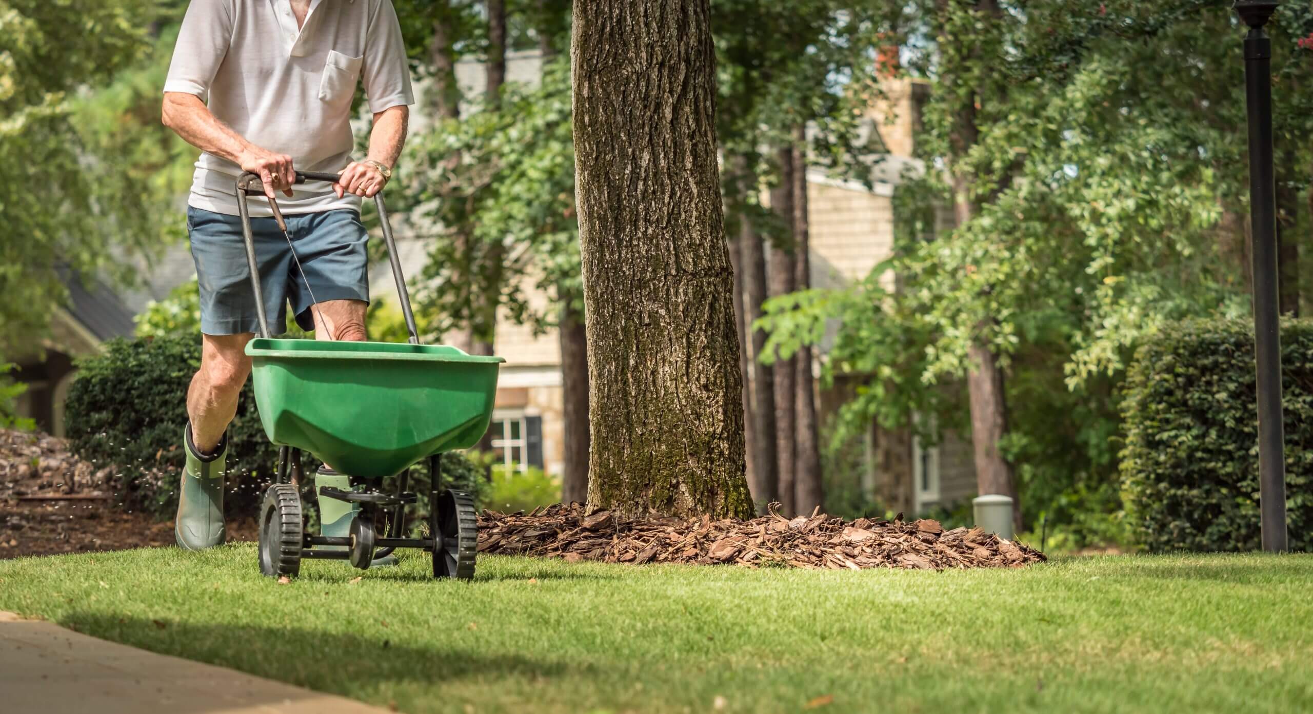 Man seeding and fertilizing residential backyard lawn with manual grass seed spreader.